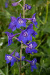 Alabama larkspur